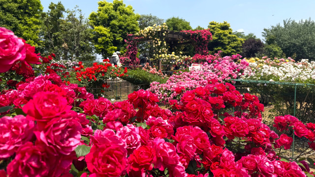 【平塚市 – 花菜ガーデンレポート】圧倒されるほどのバラづくし！ローズフェスティバル2026春